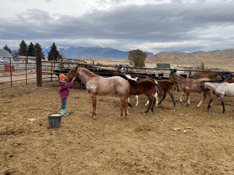 Clark Ranch Quarter Horses