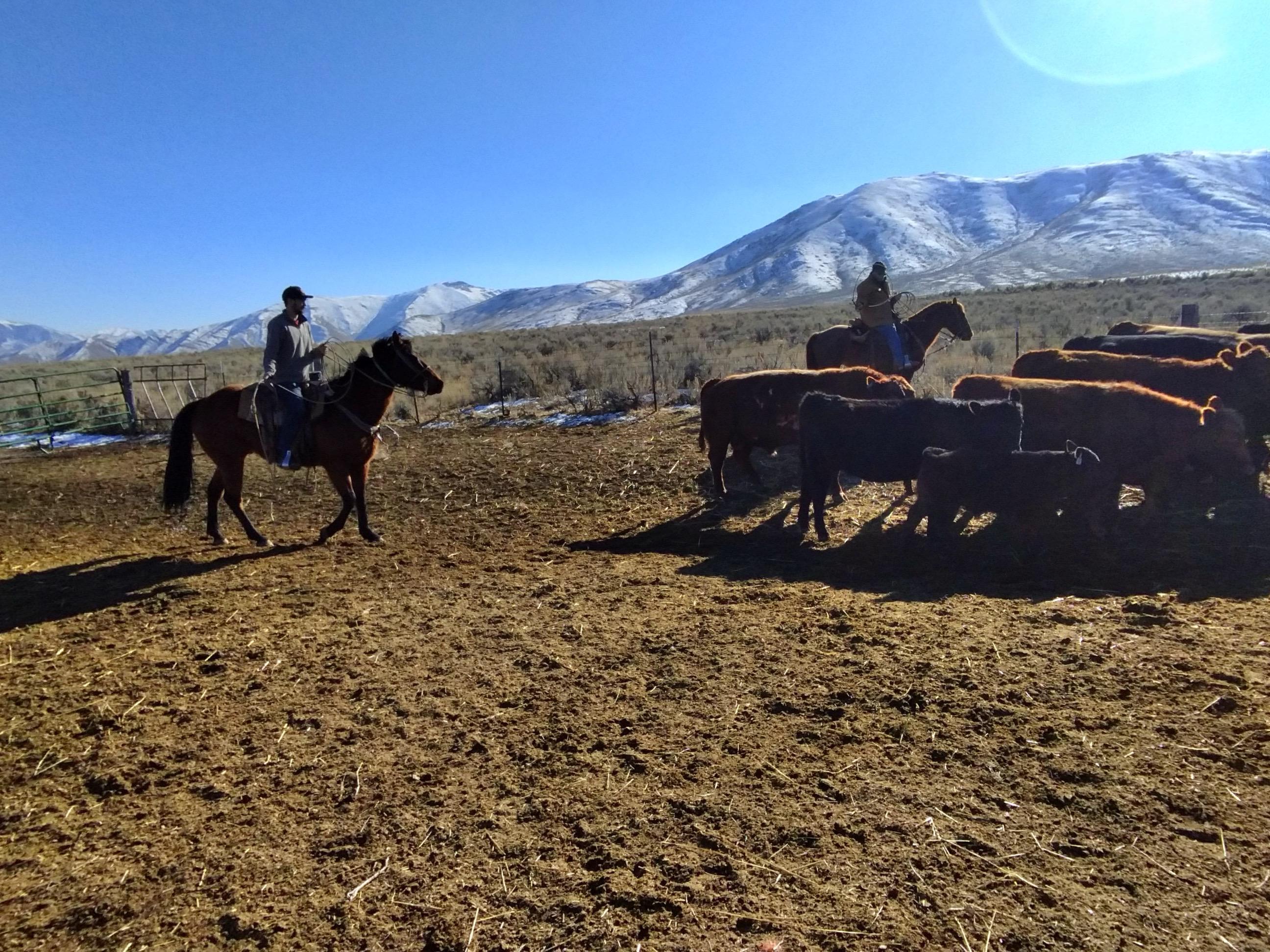 Clark Labrador Ranch Clark Ranch Quarter Horses